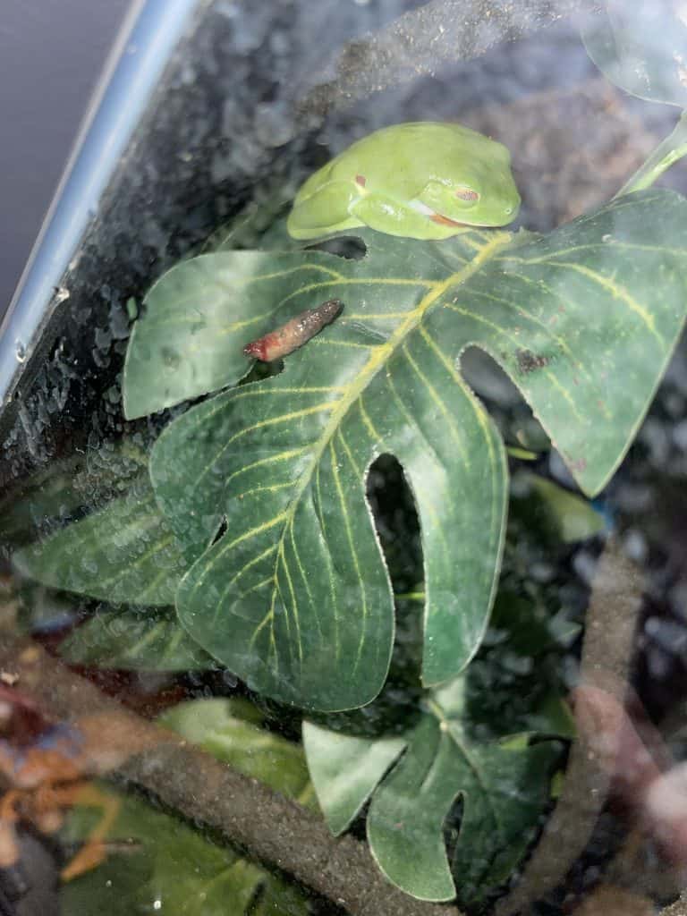 bloody frog poop in a leaf