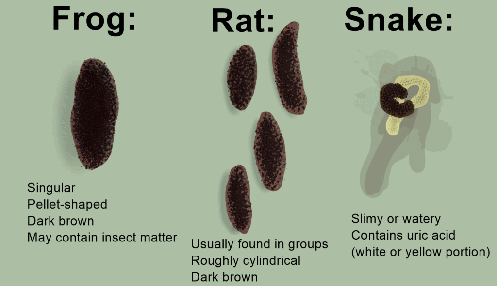 Frog Poop Vs Snake Poop