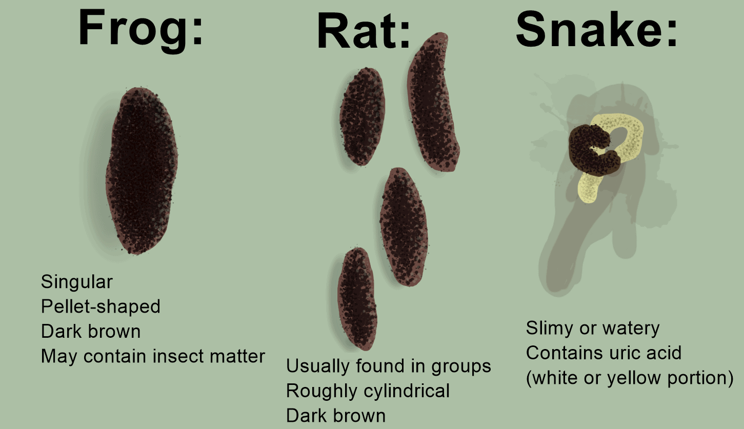 Frog Poop 101 Everything You Need To Know 