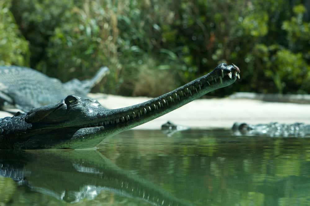 gharial crocodile’s teeth