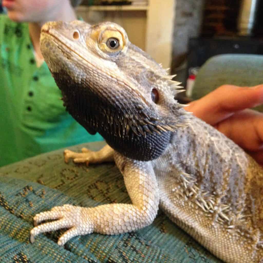 half-bodied bearded dragon with black beard