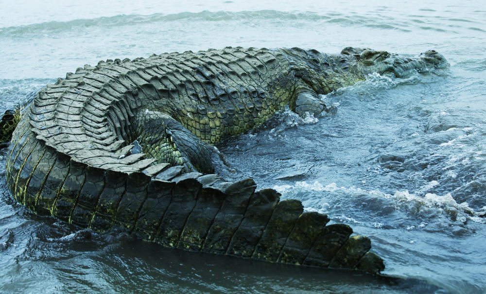 giant saltwater crocodile