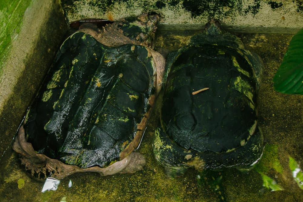 two adult snapping turtles