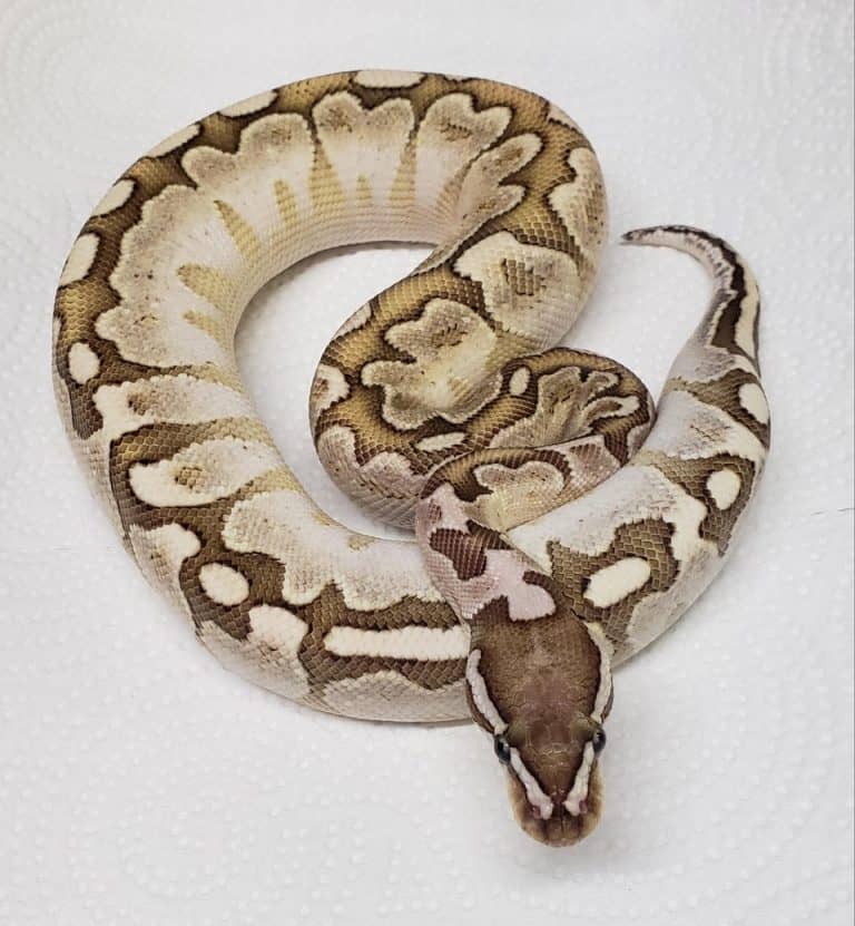 Bamboo Ball Python Morph: Ultimate Care Sheet & Guide