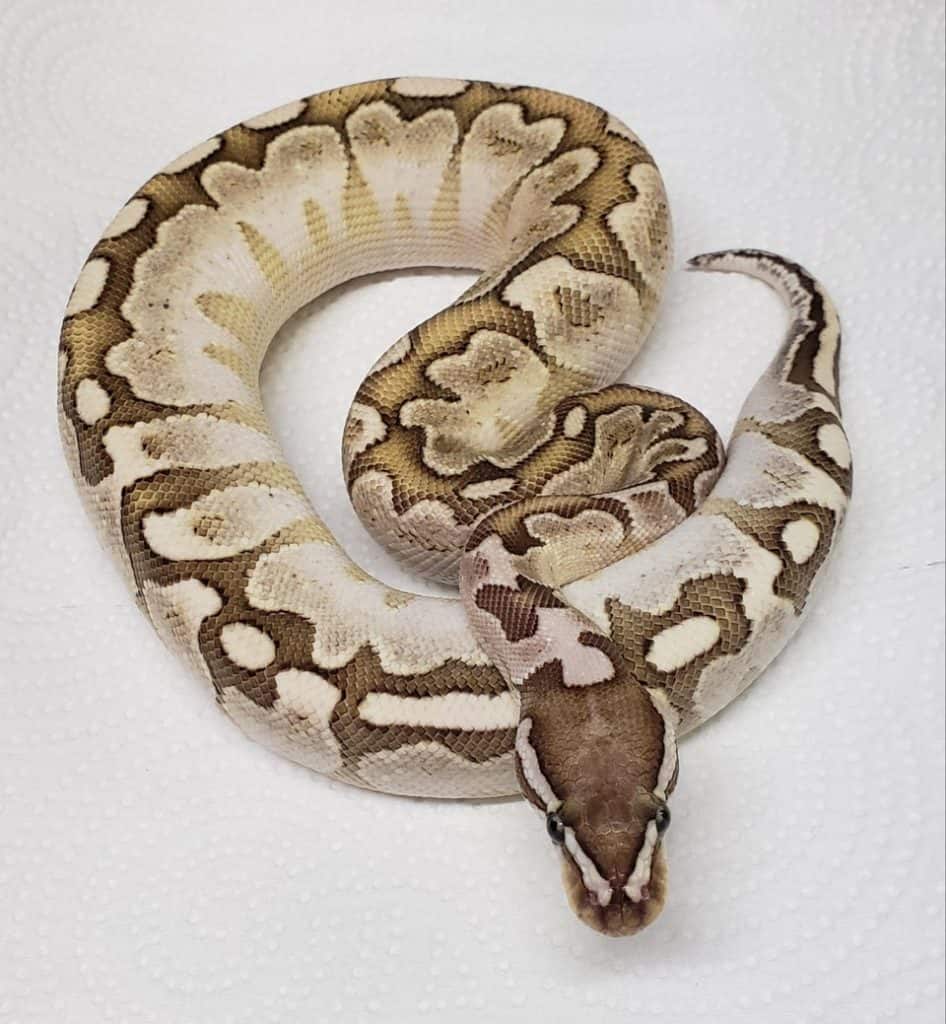 A male pastel yellow belly bamboo ball python weighing 260 grams