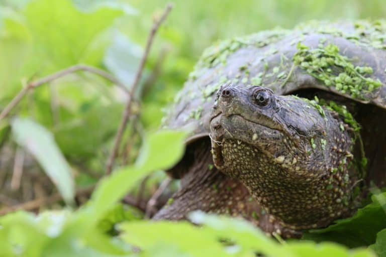 How to Pick up a Snapping Turtle