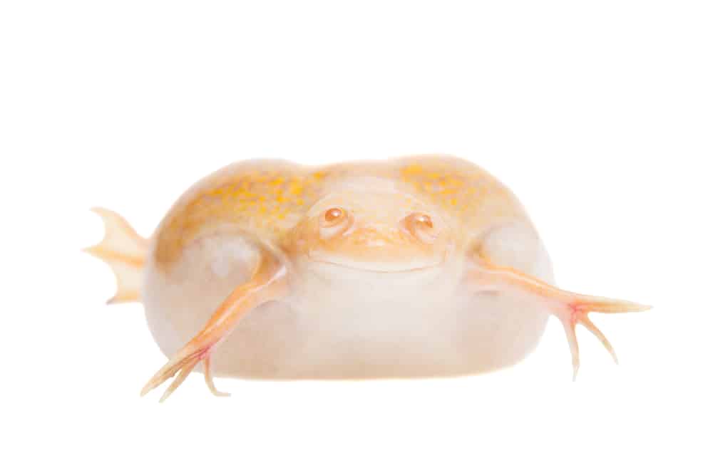 African Albino clawed frog with edema.