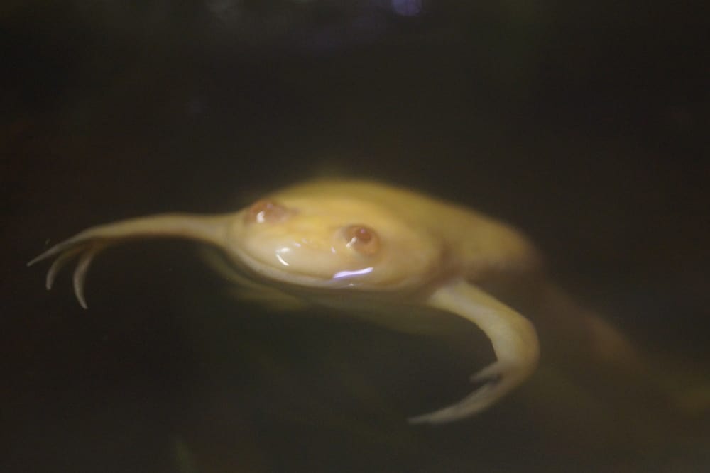 African Clawed Frog - Xenopus laevis