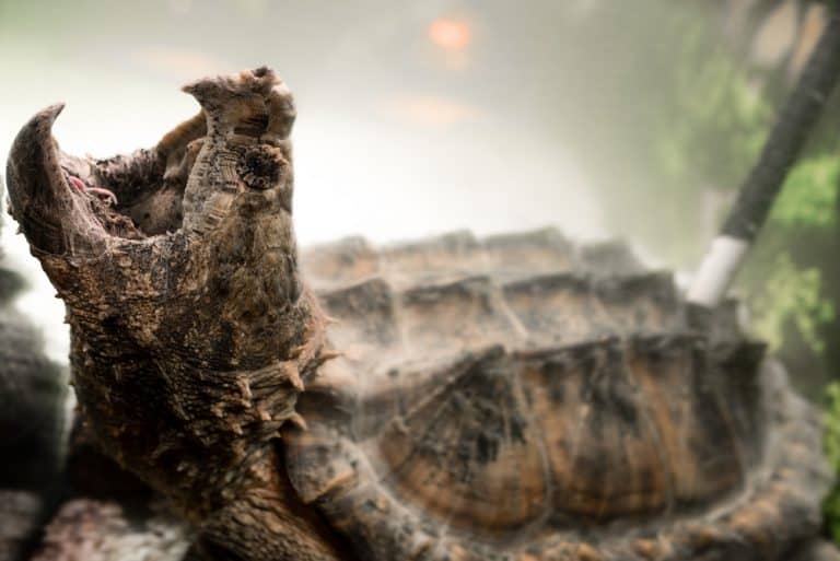Albino Snapping Turtle Morph - How to Find and Buy