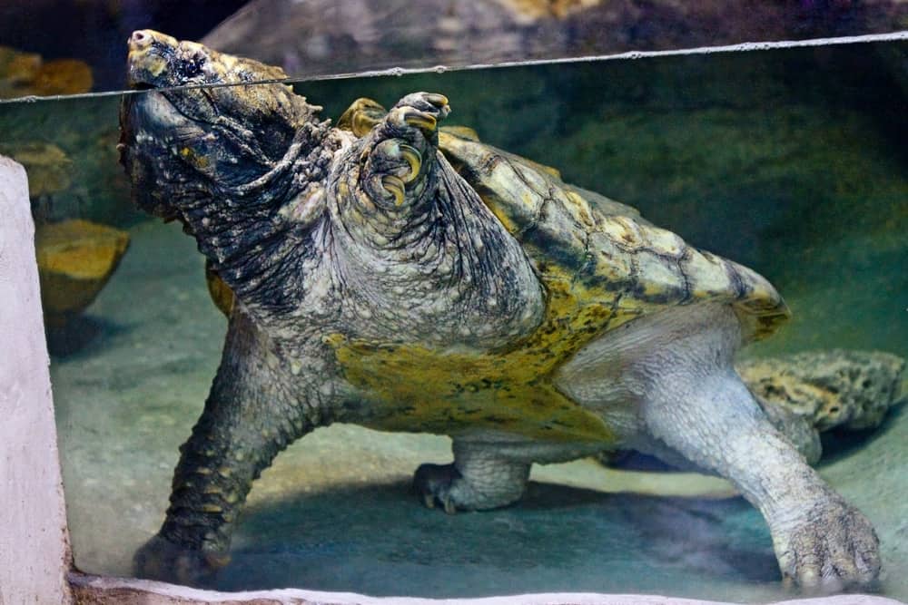 Large Albino snapping turtle in water