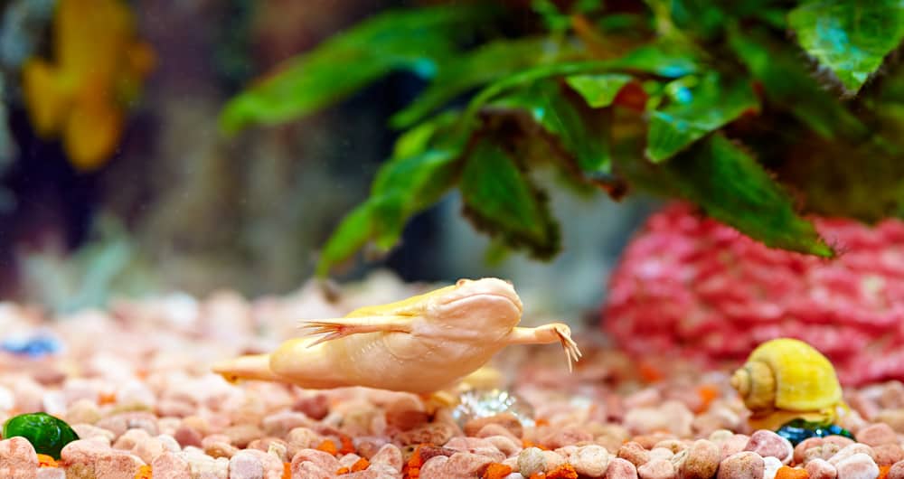 Albino African clawed frog in colorful aquarium, Xenopus laevis