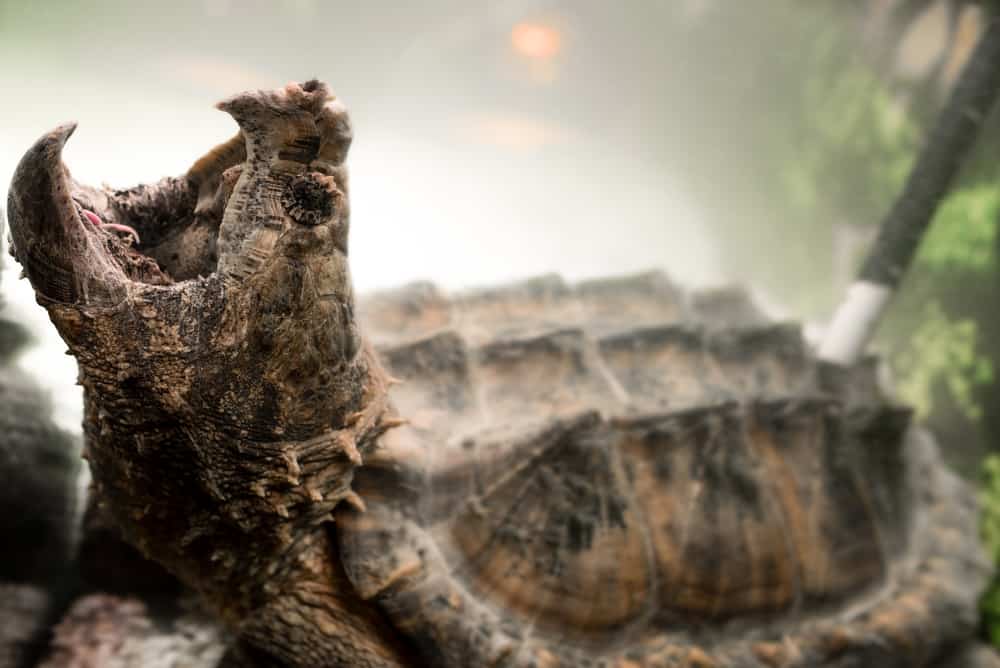 Alligator Snapping Turtle with its mouth opened