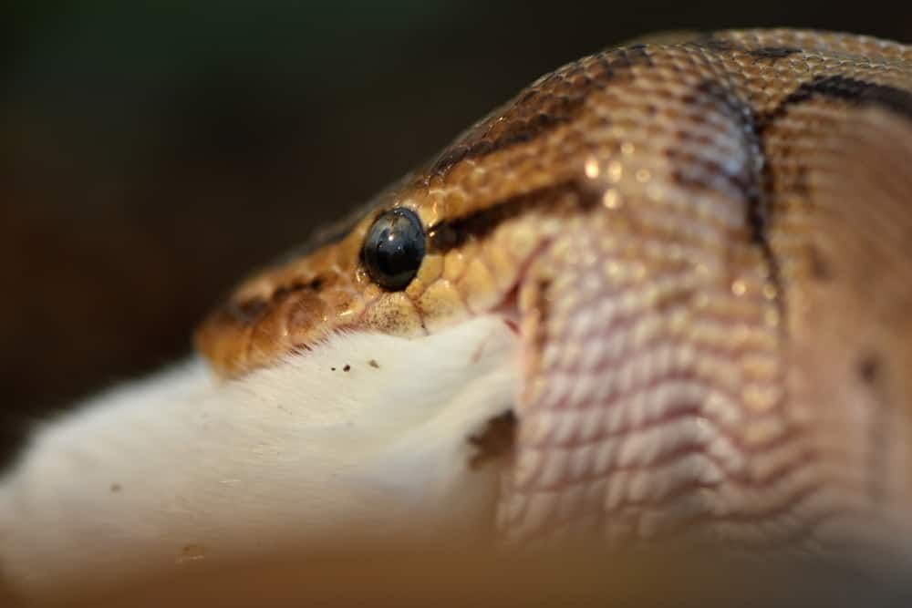 An adult corn snake eating