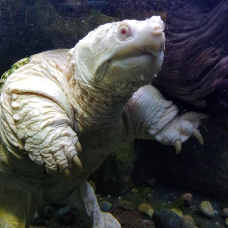 Albino Snapping Turtle Morph - How to Find and Buy