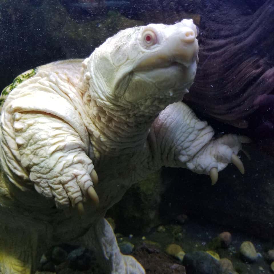 An albino snapping turtle