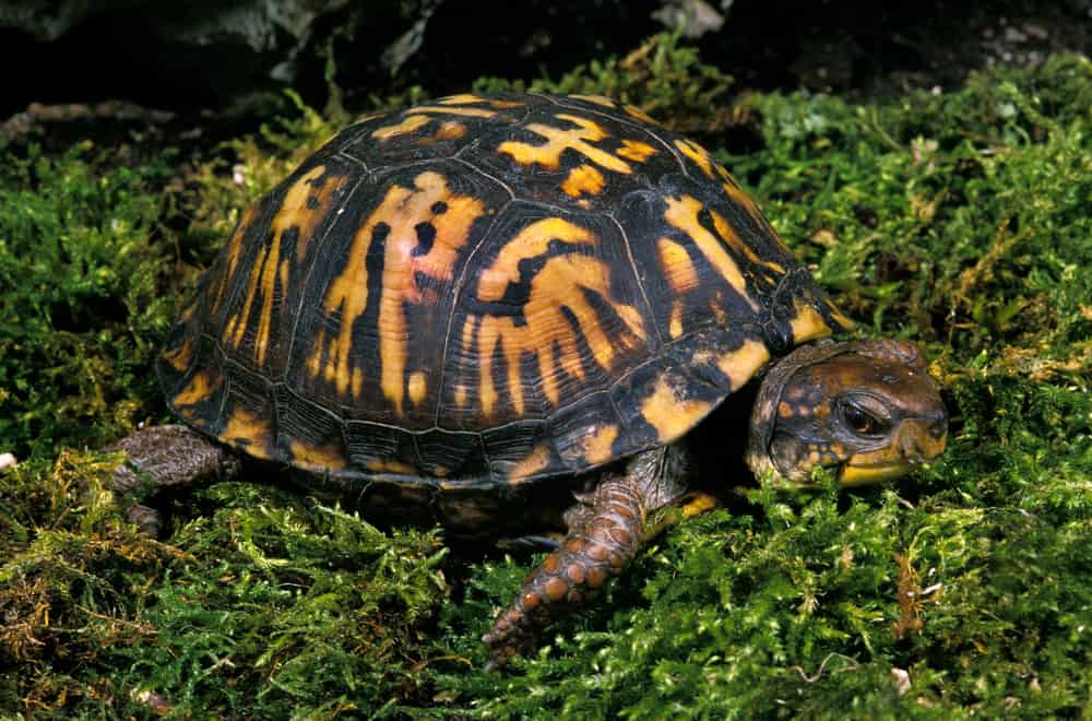 Box turtle on wet grass