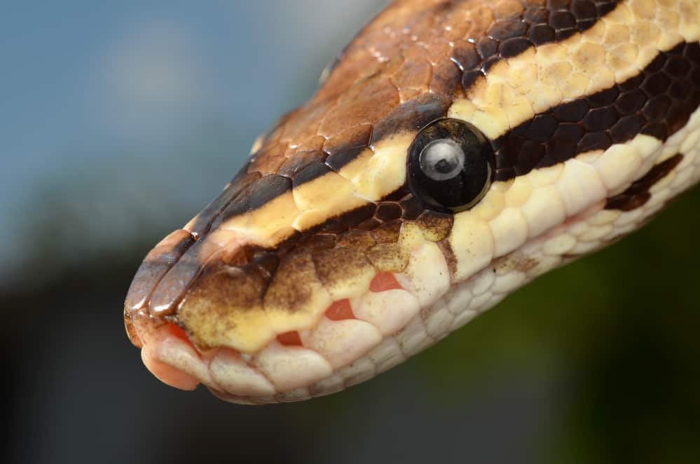 Fire Ball Python Snake close up eye and detail scales