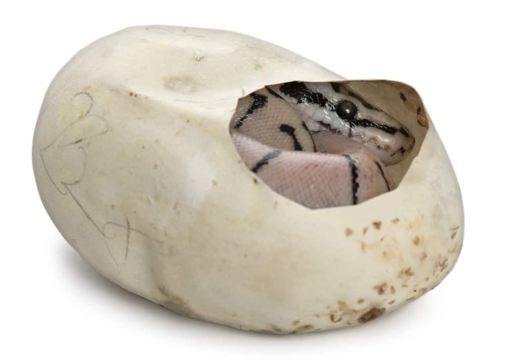 ball Python in his egg, Royal python, Python regius, in front of white background