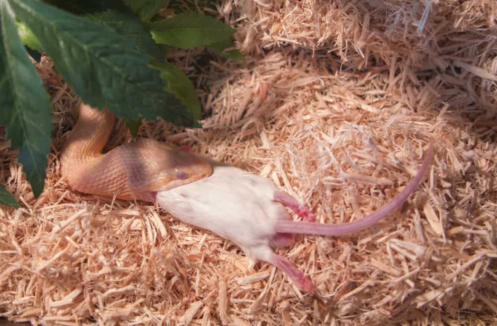 Ball python swallowing white mice
