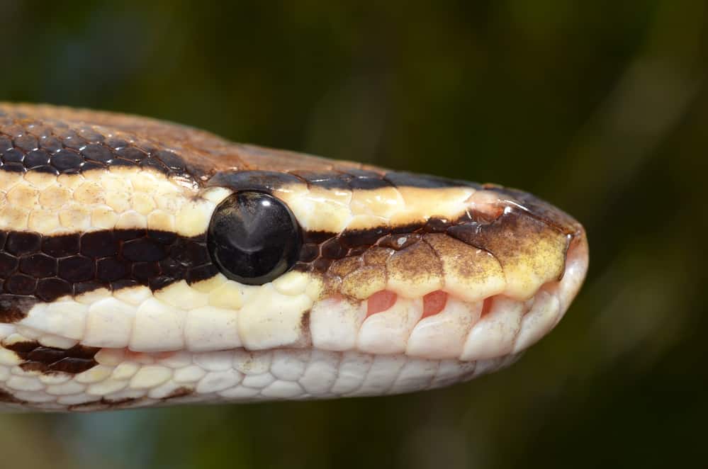 Fire Ball Python Snake close up eye and detail scales