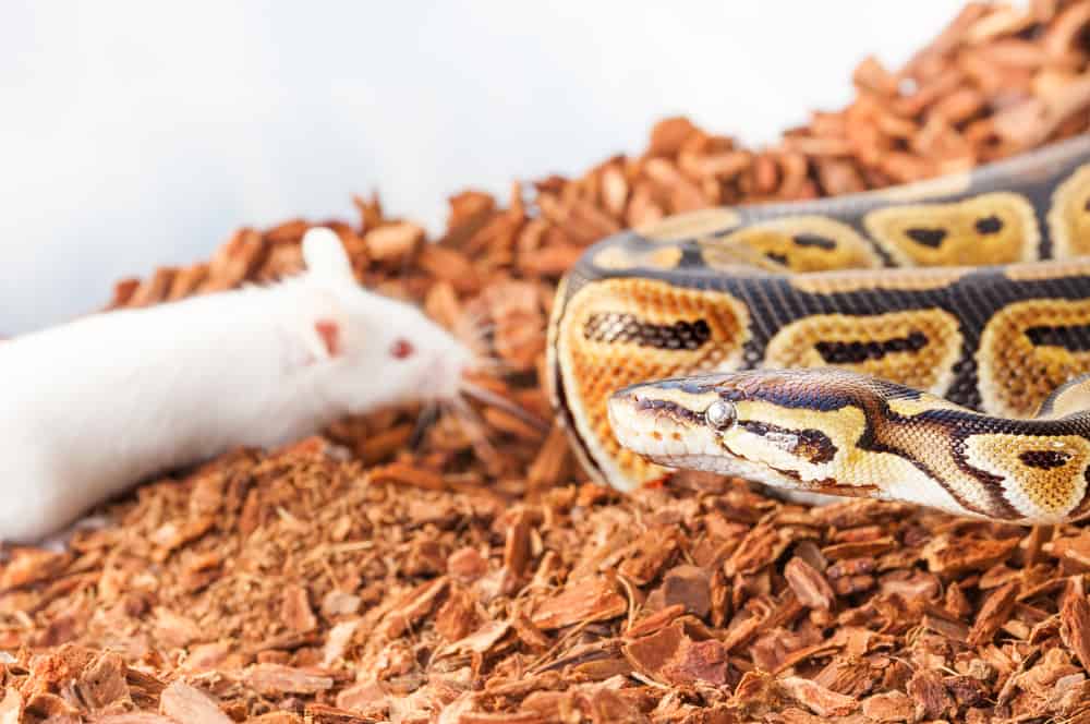 Royal or Ball python hunting for a white mouse