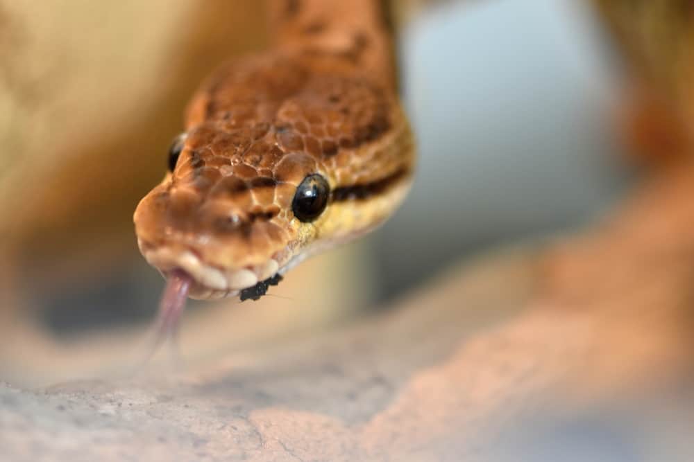 Ball pythons happily moving around