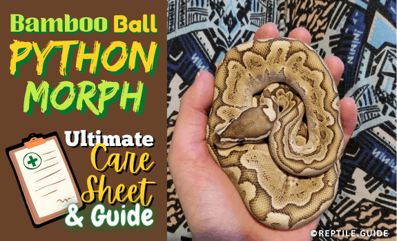 Bamboo Ball Python Morph Ultimate Care Sheet & Guide (3)