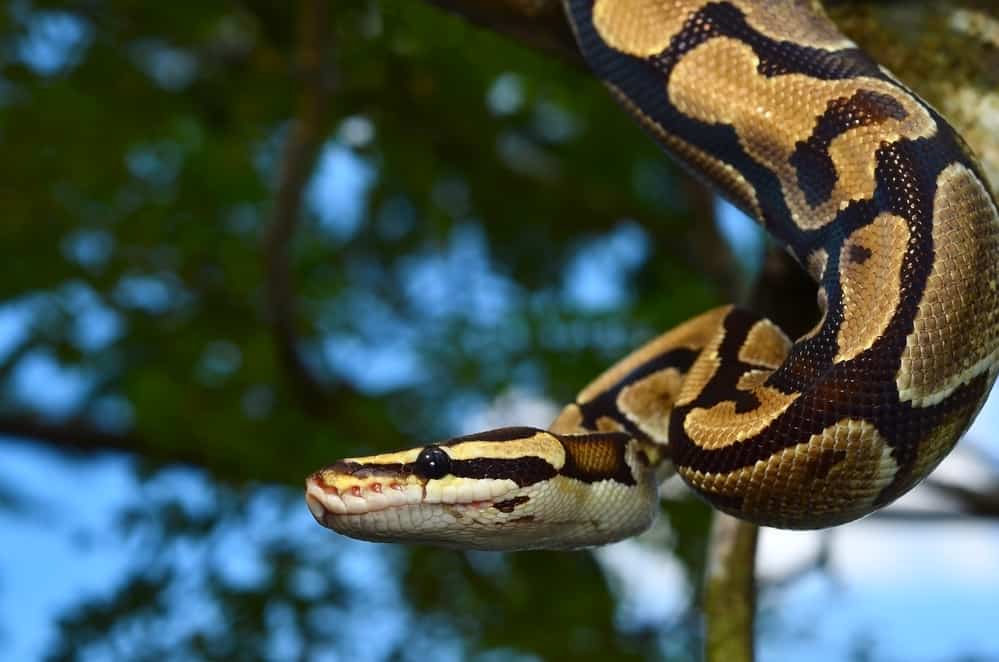 Fire Ball Python Snake wrapped around a branch best first snake