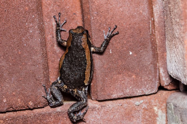 Chubby Frog (Asian Painted Frog) Care Sheet