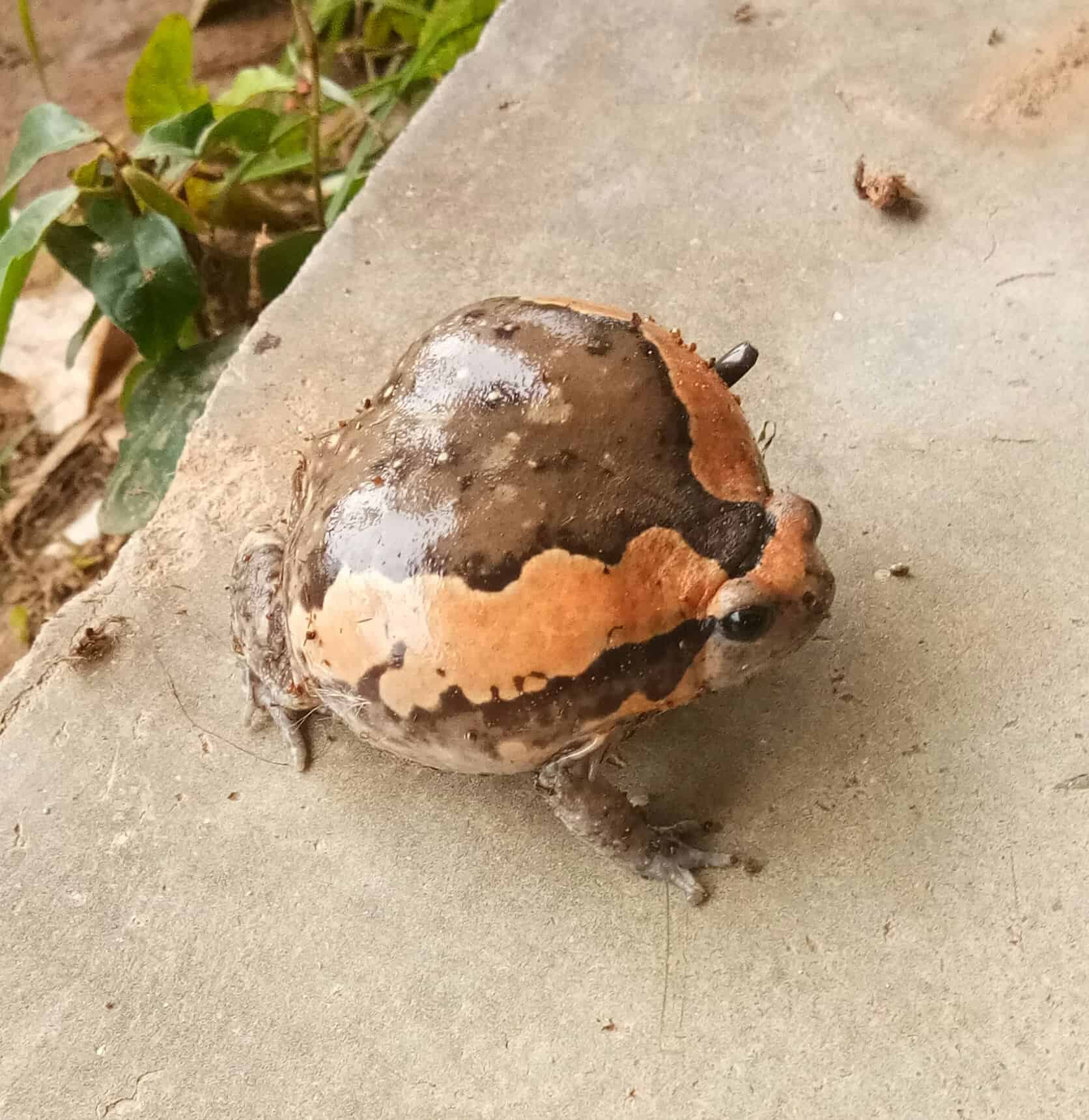 Chubby Frog (Asian Painted Frog) Care Sheet