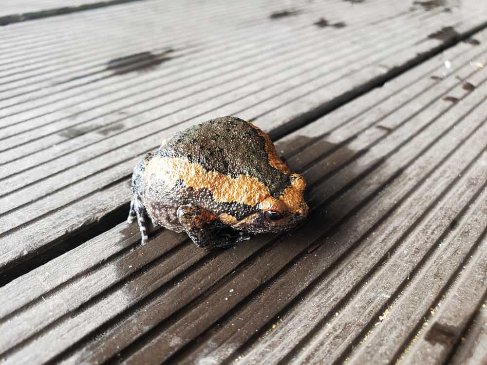 Chubby Bull frog.