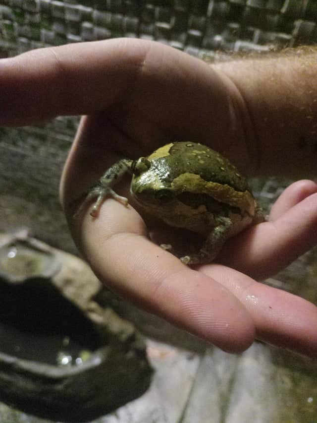 Chubby frog