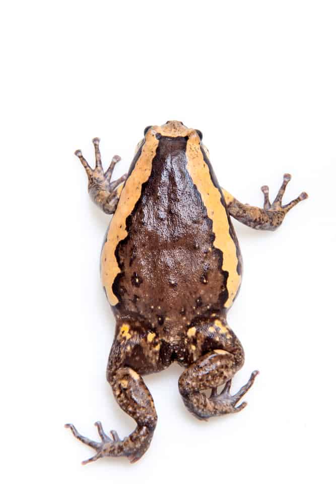 The banded bullfrog isolated on white background