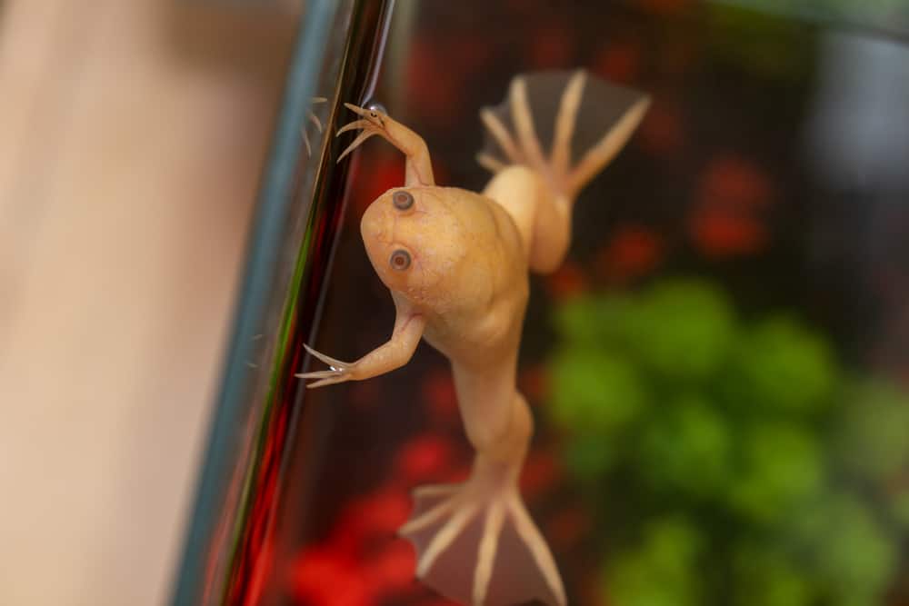 Clawed frog swims on the surface of the water in the aquarium, close-up, top view,Xenopus laevis