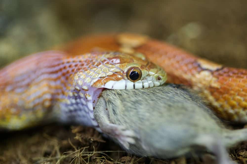 Corn snake eating a mouse closeup