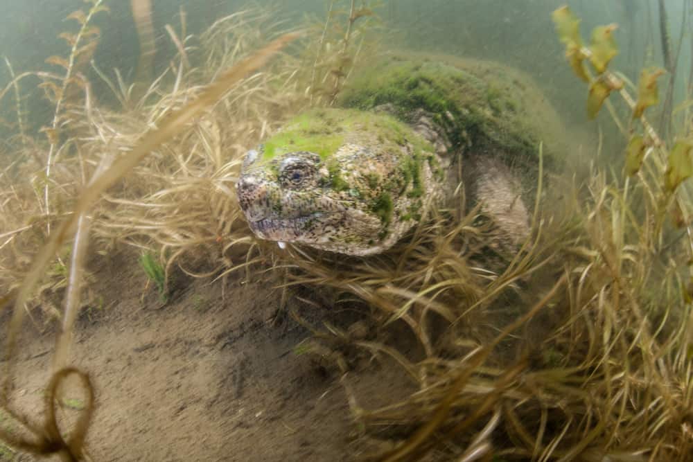 Common Snapping Turtle covered in algae