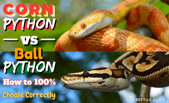 Corn Snake vs Ball Python How to 100% Choose Correctly