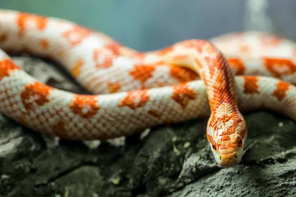 Corn snake on a rock