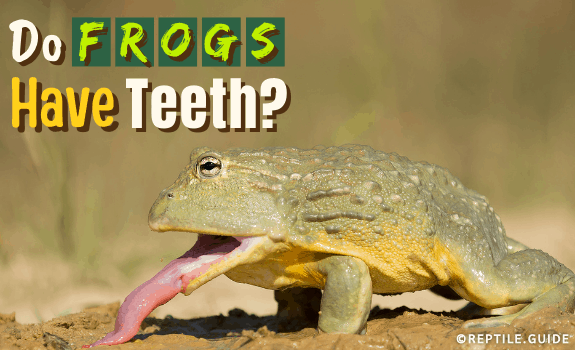 Do Frogs Have Teeth