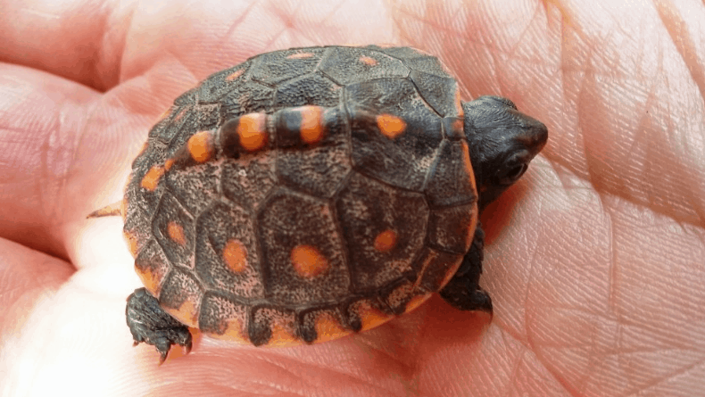 Eastern Box Turtle