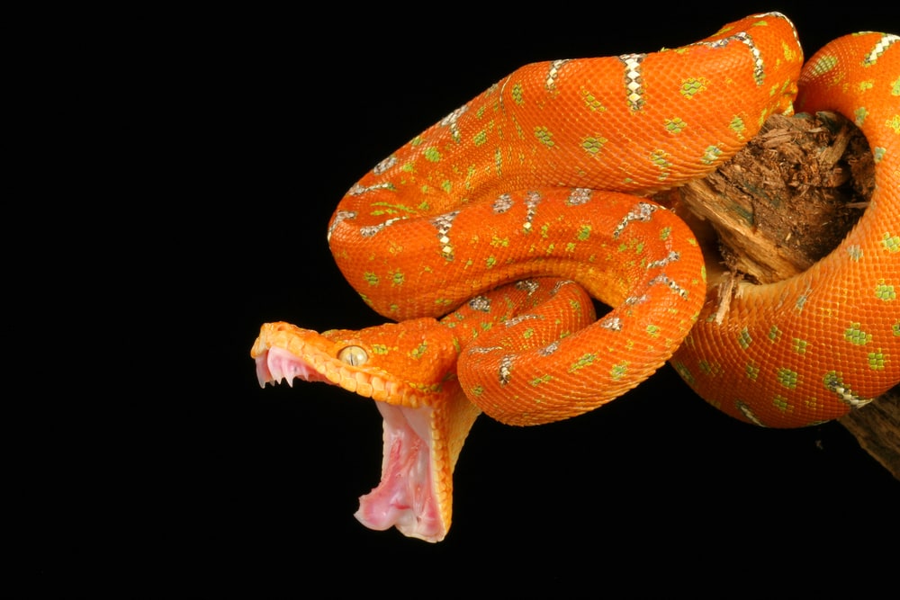 Emerald Tree Boa with its mouth wide open