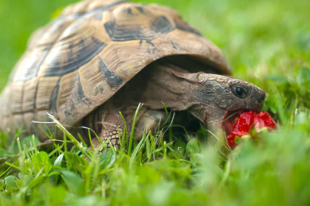 turtle eating strawberry