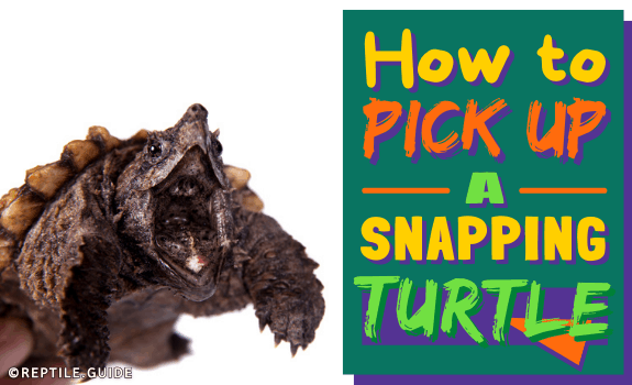 How to Pick Up a Snapping Turtle