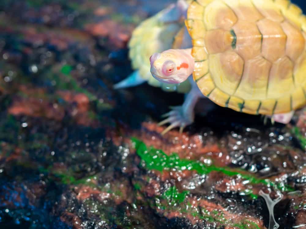 Little Albino Snapping turtle