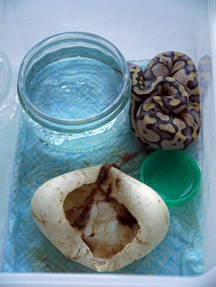 incubator for ball python eggs