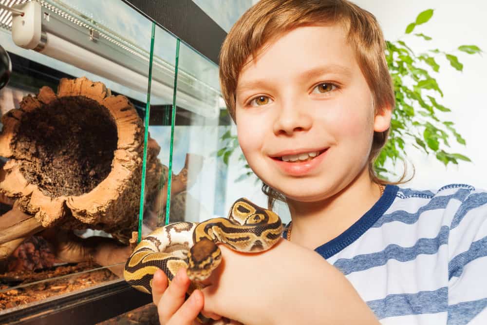 Smiling boy holding a young  Royal ball python in his hands