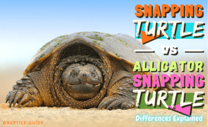 Snapping Turtle Vs Alligator Snapping Turtle Comparison