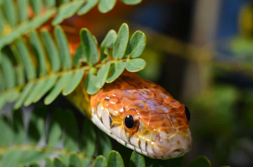 Sunkissed Corn Snake close up eye and detail scales