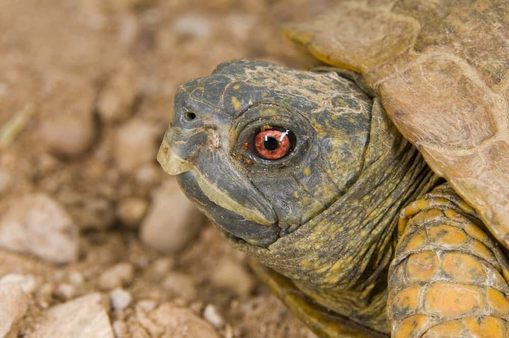 Three-Toed Box Turtle