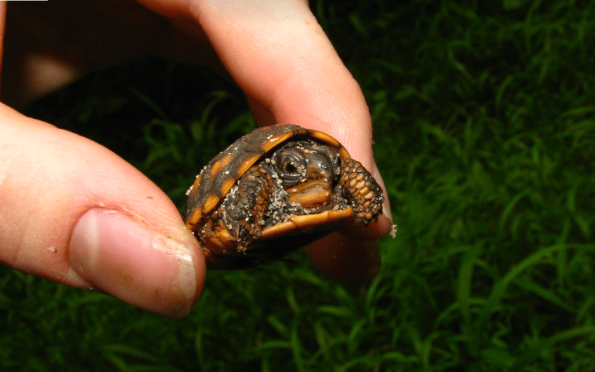 Tiny Baby Box Turtle